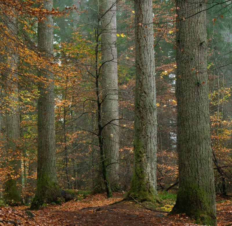 Alister Benn富有表现力的风光后期减淡和加深大师班-中英字幕-6